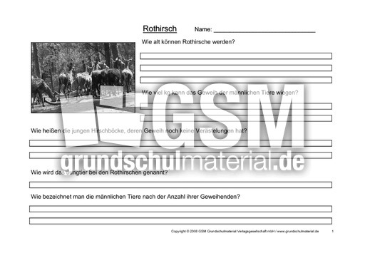Rothirsch-Fragen-1.pdf